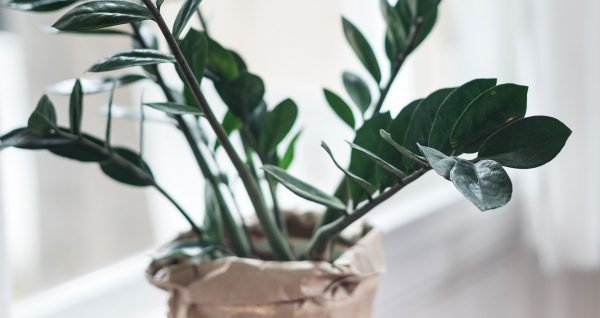 Alocasia Regal Shield