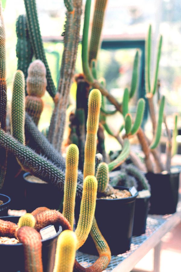 Euphorbia Ingens